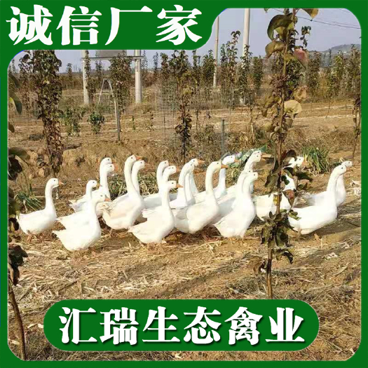 衡阳县 诚信批发大种白鹅苗/三花鹅苗/大白沙鹅苗/品种多样质量保证