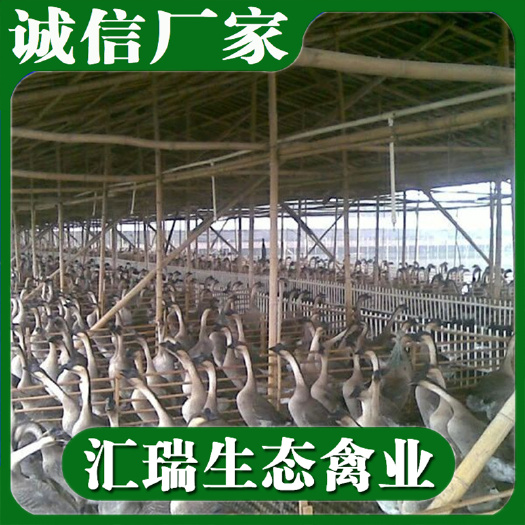 衡阳县 全年供应四季鹅苗/杂交鹅苗/全国办理托运