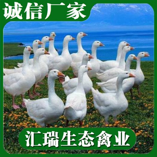 衡阳县全年批发大白沙鹅苗/三花鹅苗/白鹅苗/品种纯正质量可靠