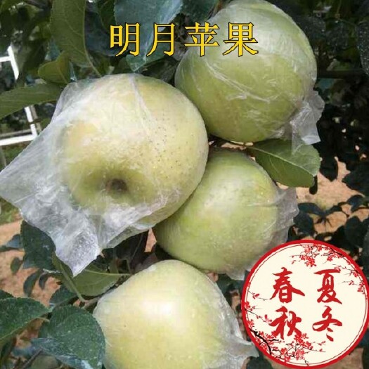 长沙 烟台苹果树苗 明月苹果树苗 盆栽地栽苹果树苗南北方种植当年结