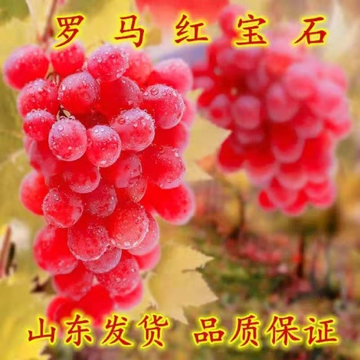 平邑县红宝石葡萄苗 葡萄树苗红宝石葡萄巨峰葡萄多品种葡萄苗果大产量高基地直销
