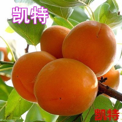 平邑县凯特杏苗  杏树苗多品种嫁接树苗凯特杏红杏巨蜜杏苗早熟晚熟品种南北方种植
