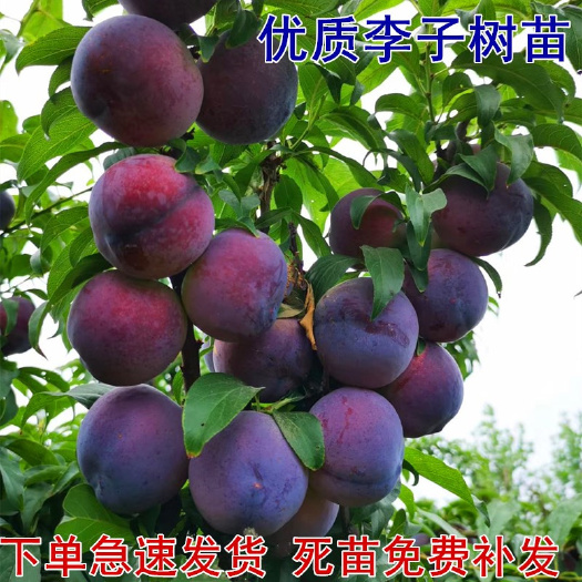 平邑县风味玫瑰李子苗  嫁接李子树苗多品种优质李子树苗庭院种植南北方均可当年结果