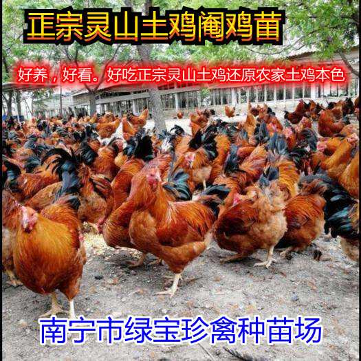 南宁灵山土鸡苗，苗场直供，抗病毒强，免费打疫苗，成活率99%