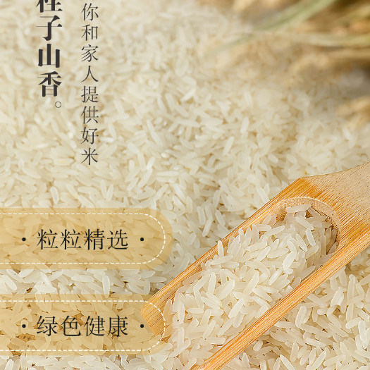 广州黄花粘  大米加工厂长年直供应优质桂子米猫牙米