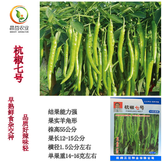  杭椒种籽孑杭椒七号早熟高产线椒辣椒种子四季鲜食杭椒线椒种子