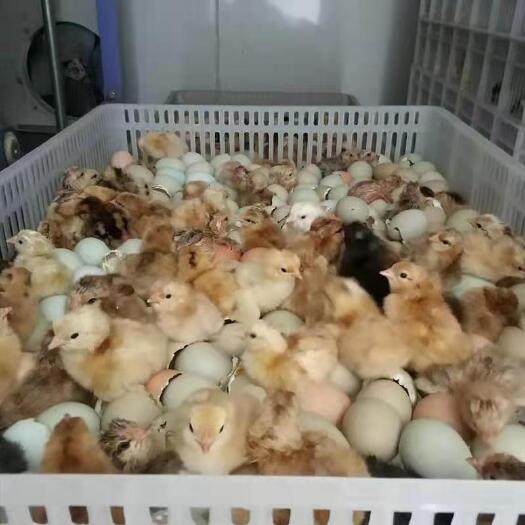 随县热销活体鸡苗湖北土鸡苗绿壳蛋鸡苗麻鸡苗三黄鸡苗包疫苗包运输