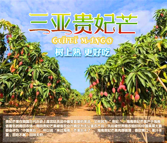 【顺丰包邮】海南树上熟贵妃芒，三亚贵妃芒，海南芒果