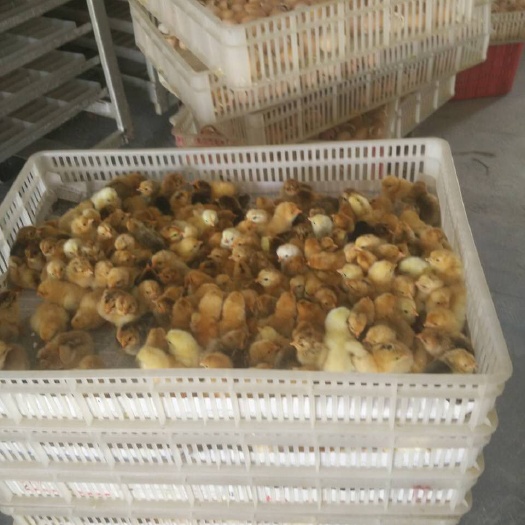 随县湖北随州市随县万福禽业孵化正宗土鸡苗，江汉土鸡苗，绿壳蛋鸡苗