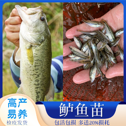 广州优质加州鲈鱼苗淡水养殖宝石鲈大口黑鲈鱼水花鲈鱼苗基地直销