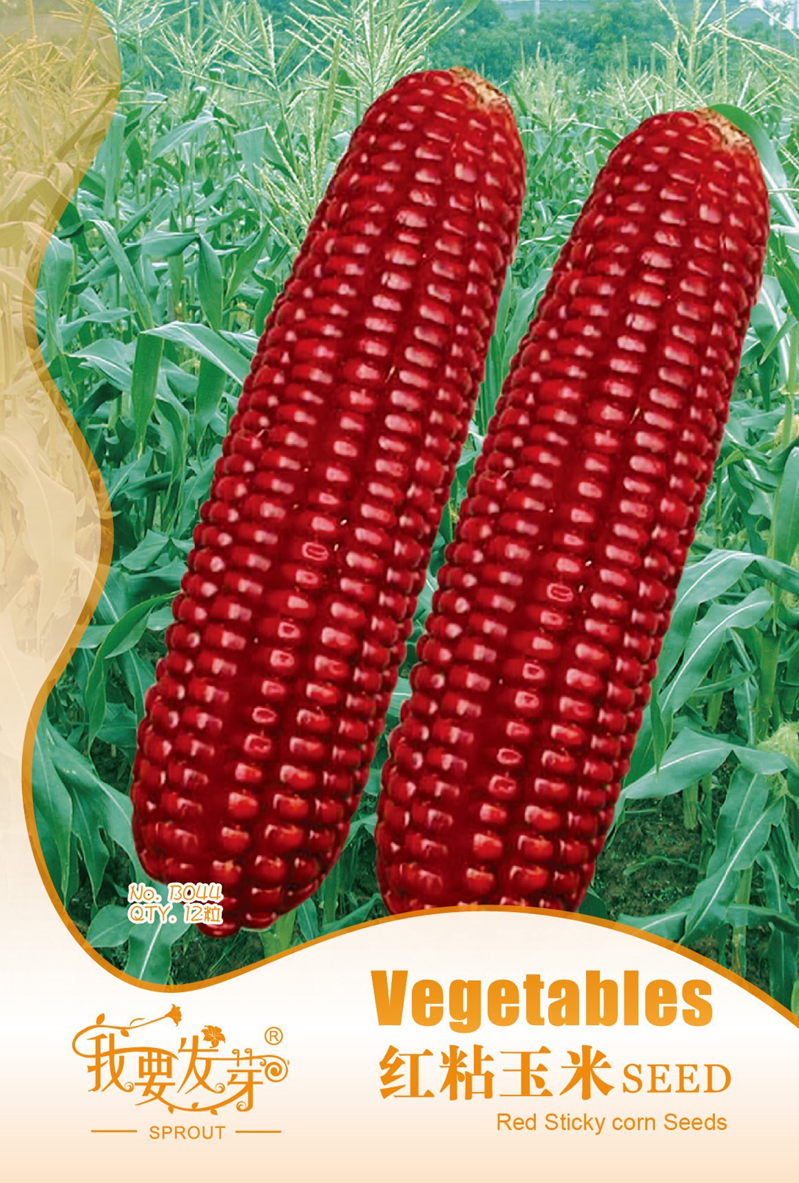 利合928玉米种子图片