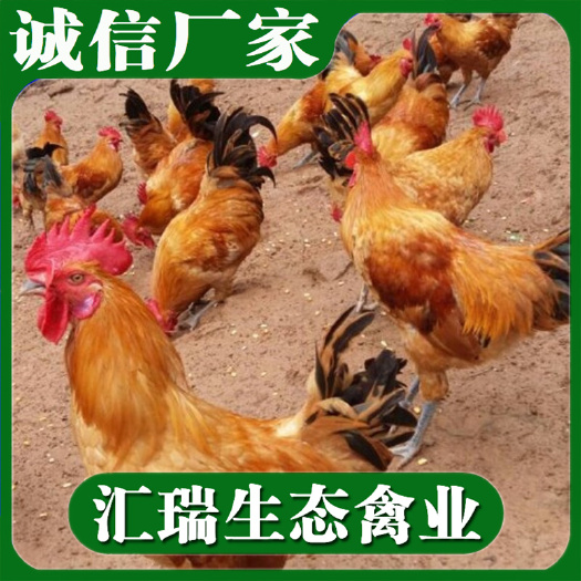 衡阳县 贵州土鸡苗/四川土鸡苗/红毛公鸡苗/黑脚土鸡苗