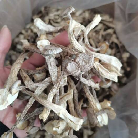 古田县鹿茸菌南北干货批发 500克散装农产品特产干货鹿茸菇
