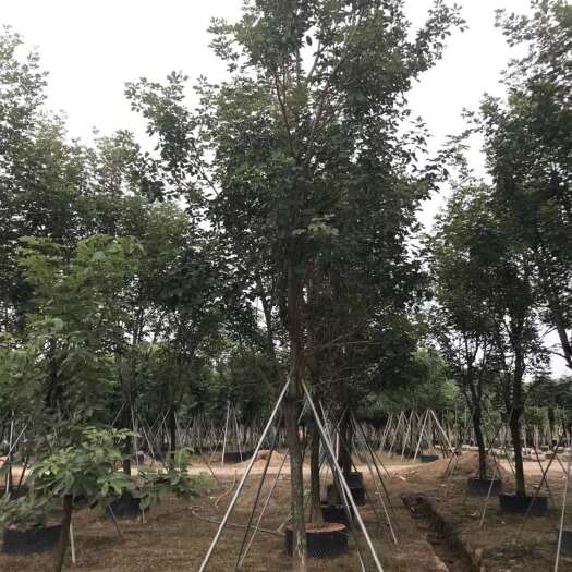 普宁市 10公分黄花风铃木袋苗价格黄花风铃木袋苗产地直销