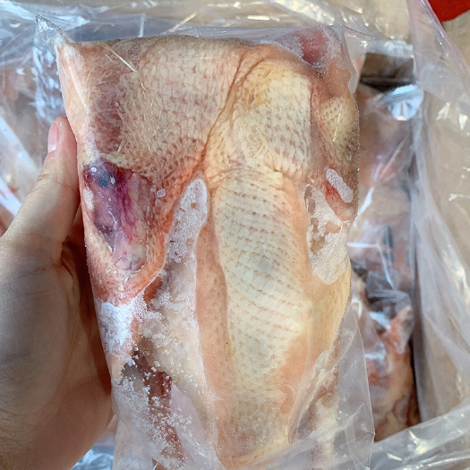 柳城县 新鲜冷冻鸽子脆皮乳鸽土乳鸽子批发柴鸽子肉 沙县鸽子汤50只装