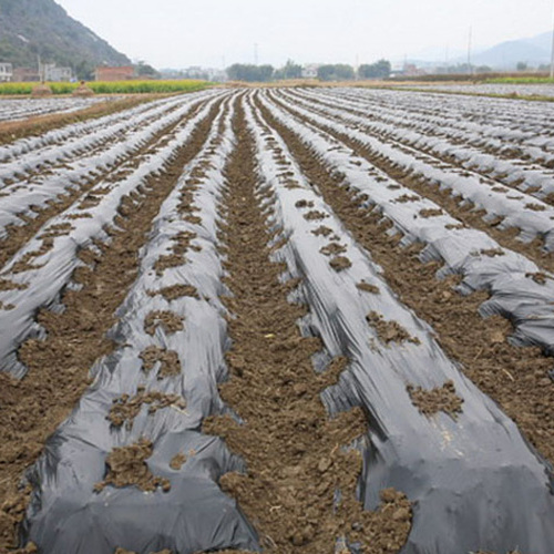 黑地膜 地膜 可打孔 除草 保湿 防虫 抗老化 规格齐全