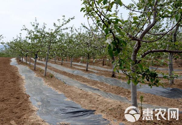 黑地膜 地膜 可打孔 除草 保湿 防虫 抗老化 规格齐全