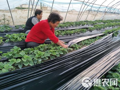 黑地膜 地膜 可打孔 除草 保湿 防虫 抗老化 规格齐全