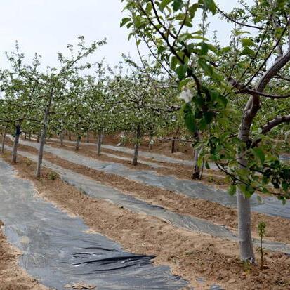 黑地膜 地膜 可打孔 除草 保湿 防虫 抗老化 规格齐全