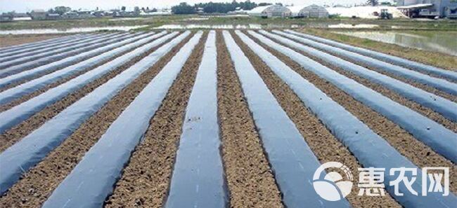 黑地膜 地膜 可打孔 除草 保湿 防虫 抗老化 规格齐全