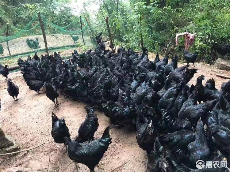 五黑鸡苗五黑一绿高产绿壳蛋鸡苗黄土鸡苗青脚土鸡苗江汉土鸡苗