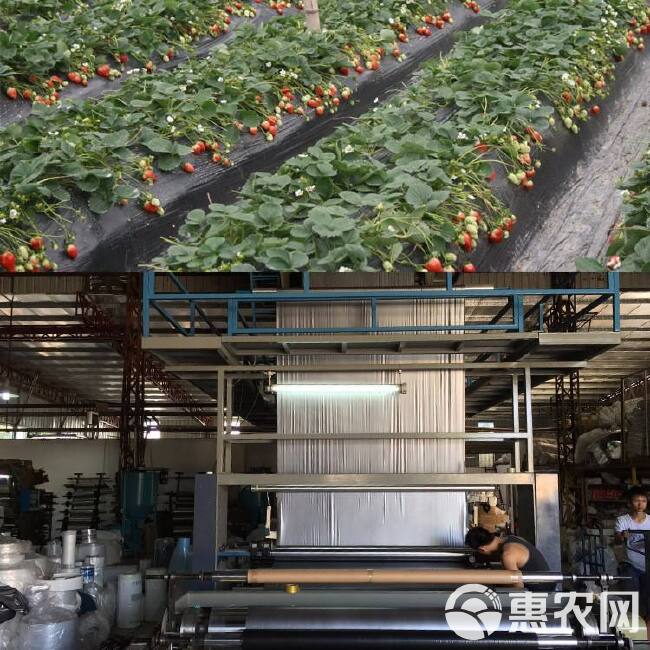 银黑地膜 草莓西红柿上色用 保湿 防草 防虫 可定制