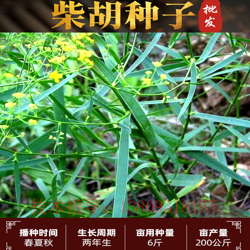 柴胡种子 基地直销送种植资料技术指