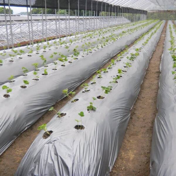 银黑地膜 草莓西红柿上色用 保湿 防草 防虫 可定制