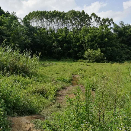 宾阳县山地  130亩林地出租