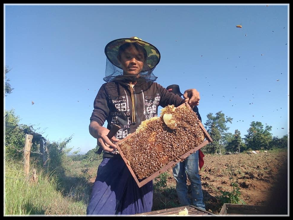 葵花蜜  缅甸天然葵花蜂蜜 土蜂蜜 蜂蜜批发 非浓缩 可视频了解