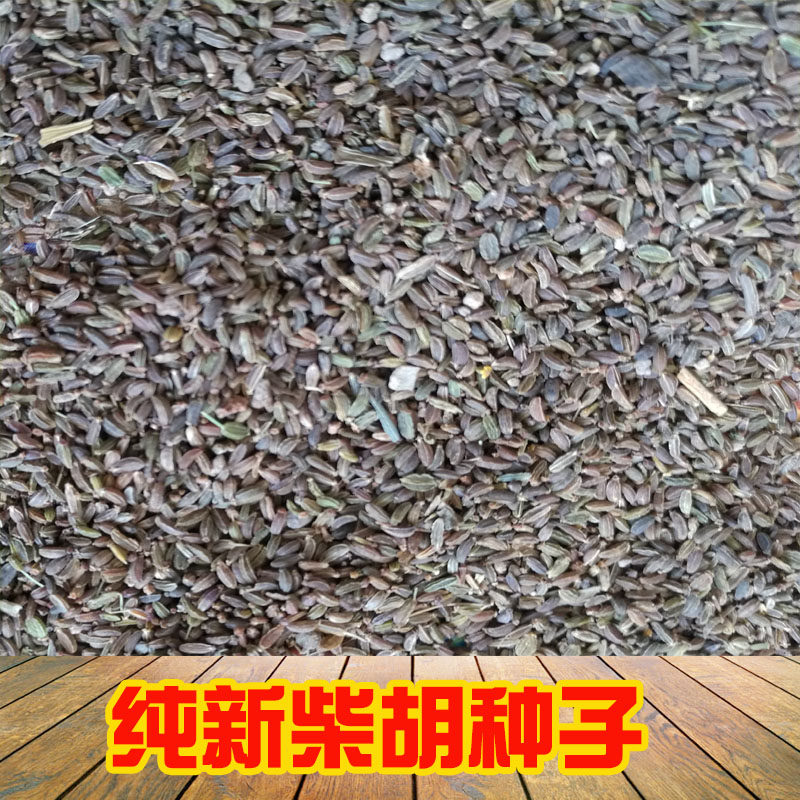 柴胡种子 基地直销送种植资料技术指