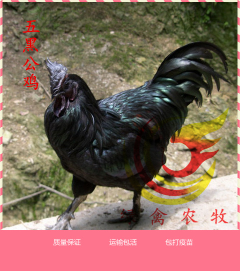 广州 五黑鸡苗-绿壳蛋鸡苗-五黑公苗-品种纯正-包疫苗