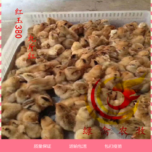 广州九斤红鸡苗 红玉380 大种肉鸡苗 抗病能力强