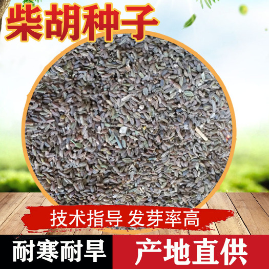 柴胡种子 基地直销送种植资料技术指