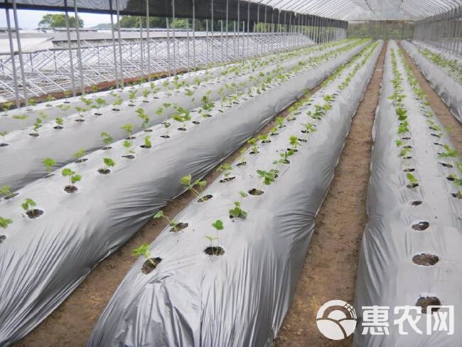 银黑地膜 草莓西红柿上色用 保湿 防草 防虫 可定制