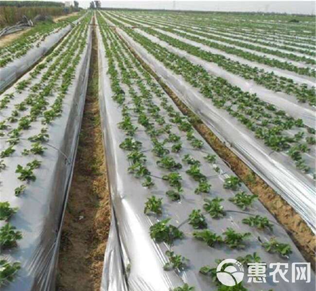 银黑地膜 草莓西红柿上色用 保湿 防草 防虫 可定制