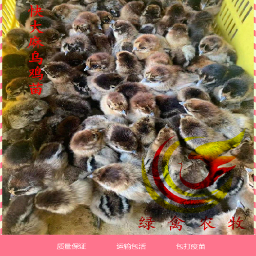 广州 快大型麻乌鸡苗-金陵麻乌母-质量保证-包运输-包疫苗