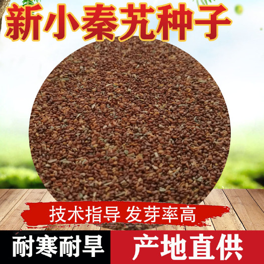 兰州出售药材2021新品秦艽种子麻花九秦久秦艽秦玖种籽四季播种包