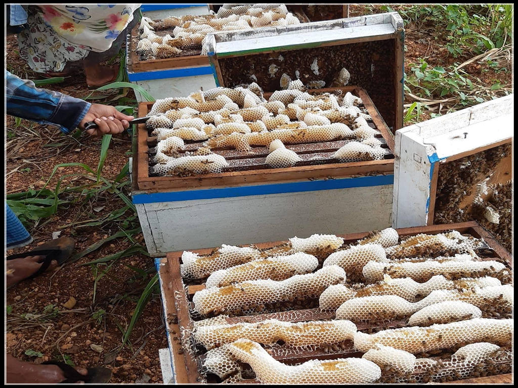 葵花蜜  缅甸天然葵花蜂蜜 土蜂蜜 蜂蜜批发 非浓缩 可视频了解