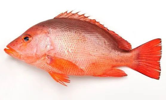 西沙红鱼-红鳍笛鲷鱼-冷冻红鱼批发