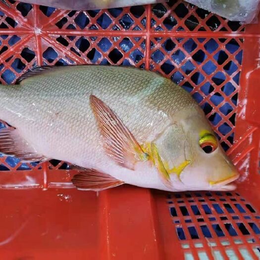 琼海市冷冻立鱼批发-深海冷冻立鱼