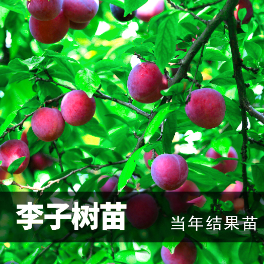 平邑县李子树苗 嫁接李子树树苗果树苗木蜂糖晚熟特大李子苗当年结果