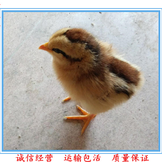 广州清远麻鸡苗 长期供应大量清远麻1.5公苗2号公苗