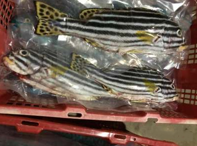 琼海市胡椒鲷鱼