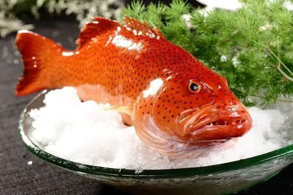 深海东星斑