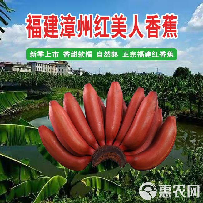 福建志群香农（漳州南靖）红美人香蕉
