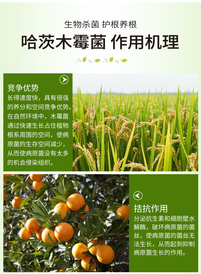 重茬剂  改善土壤改良剂 哈茨木霉菌微生物菌剂 防土传病菌肥