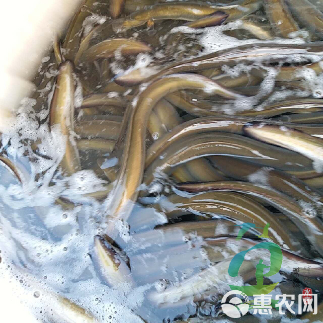 2023广东鳗鱼苗 白鳗花嫚欧洲鳗河鳗 鳗鲡鱼苗批发零售鱼塘