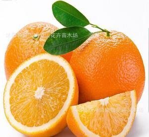 长沙【精品优选】巴东伦晚脐橙新鲜橙子水果晚熟春橙现摘现发当季