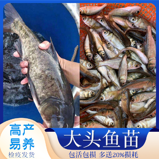 广州大头鱼鱼苗  花鲢鱼苗大头鱼苗鳙鱼苗胖头鱼苗大头黑鲢鱼苗淡水四大家鱼放生鱼
